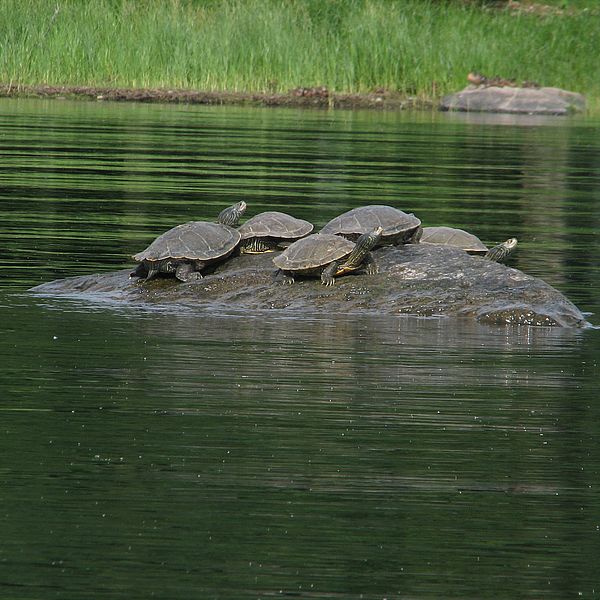 Basking map turtles. Photo by Megan Epler Wood.