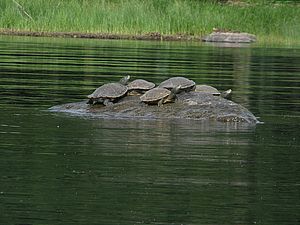 Basking map turtles. Photo by Megan Epler Wood.