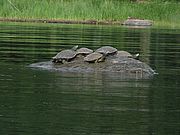 Basking map turtles. Photo by Megan Epler Wood.