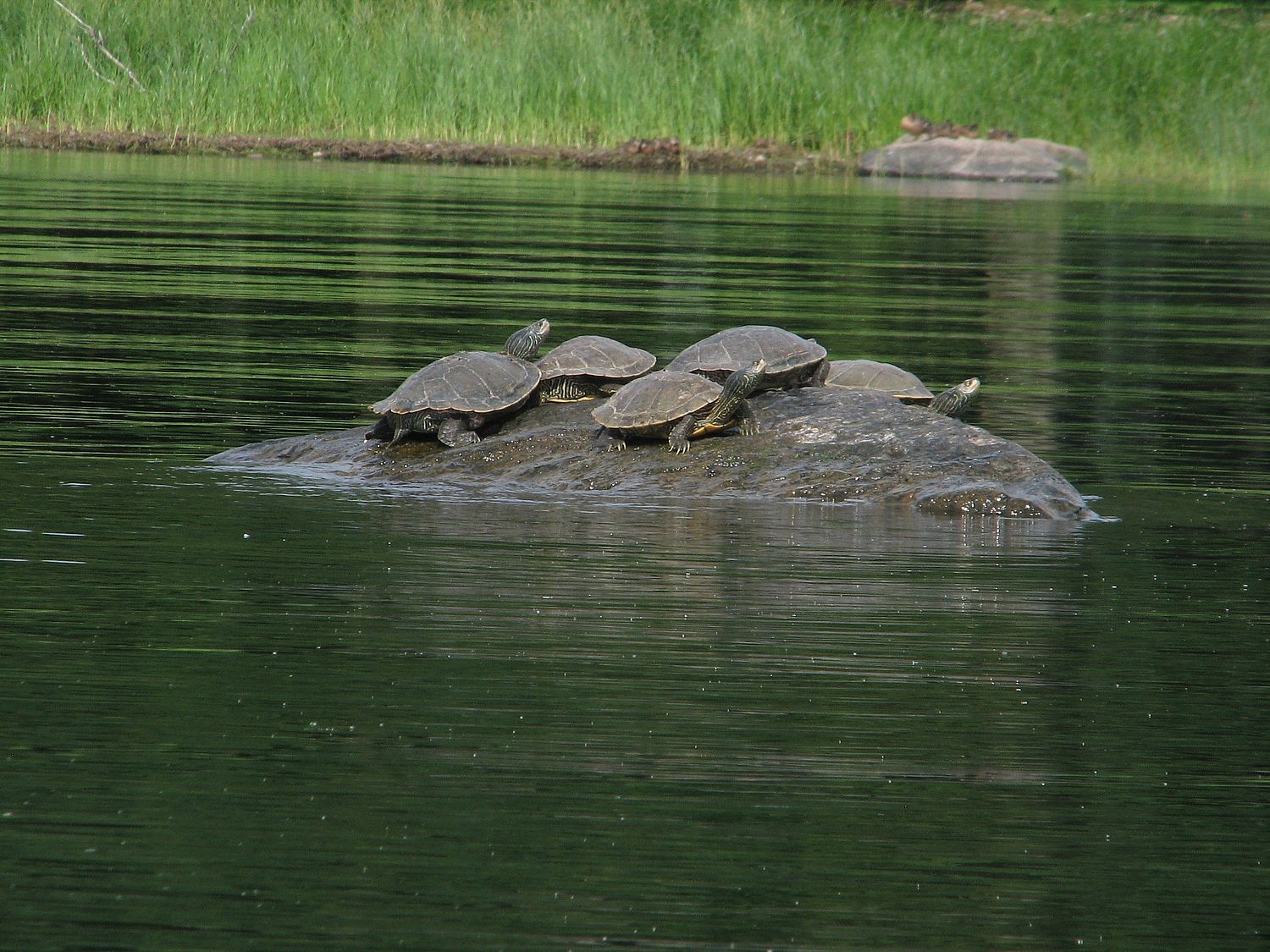 The Turtles of Lake Champlain - LCC