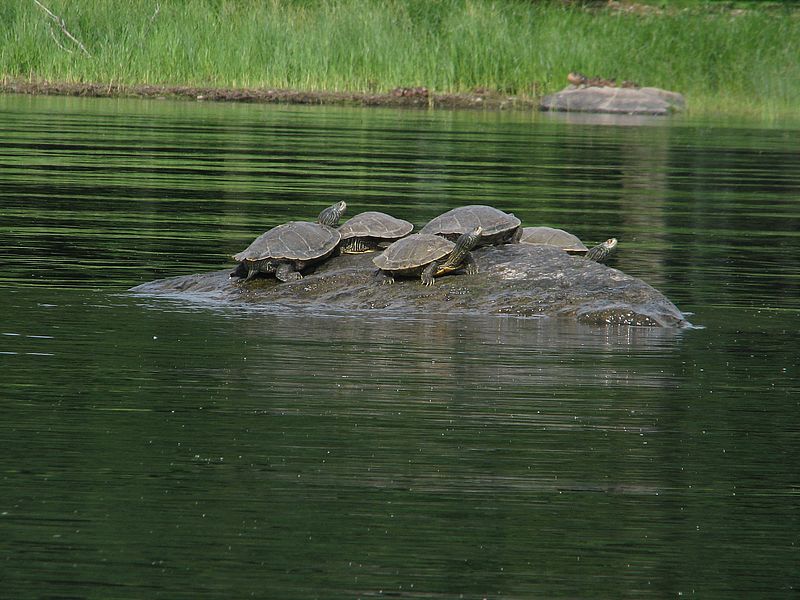 The Turtles of Lake Champlain LCC
