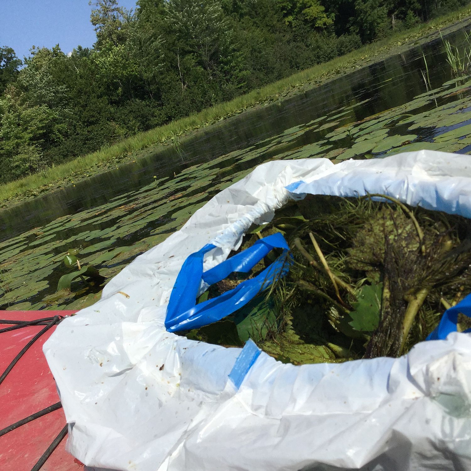 Invasive Species Spreading LCC