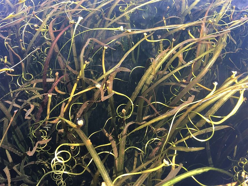 Photo of a bed of American eelsgrass by Kim Jensen.