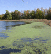 Blue-Green Algae on Lake Champlain.