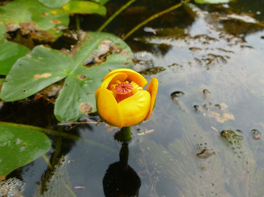 Photo of a yellow pond lily flower and its leathery leaves in the background by VTDEC staff.