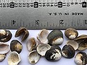 A photo of several dead Asian clams, out of the water, in front of a ruler.