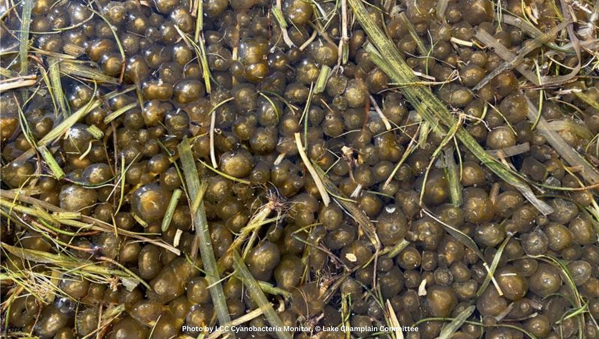 July Webinar – Beneath the Surface: Exploring Benthic Cyanobacteria in Freshwater Systems 