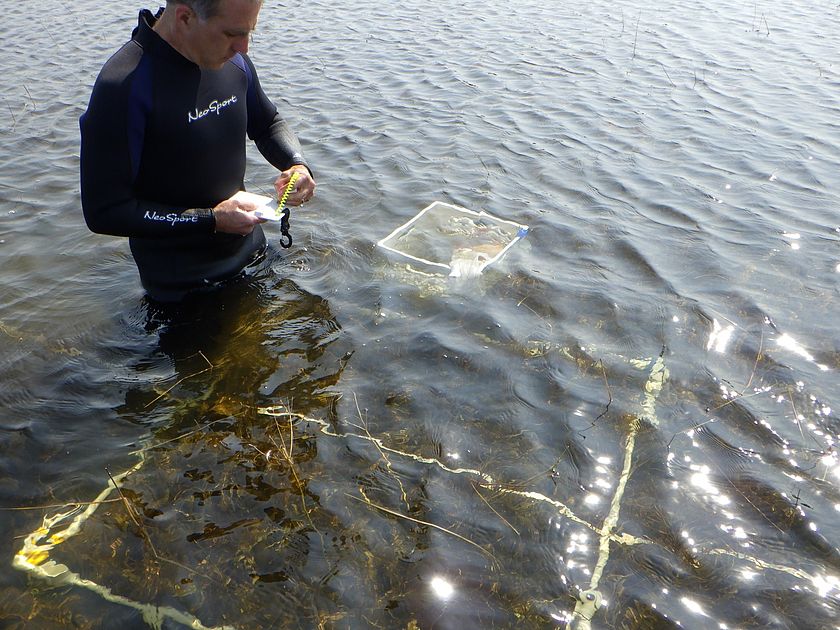 Photo of a man doing research in a lake wearing a wetsuit and measuring a mussel bed.