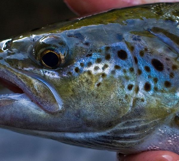 Photo of an Atlantic Salmon from Vermont Fish & Wildlife Department.