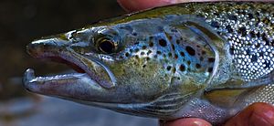 Photo of an Atlantic Salmon from Vermont Fish & Wildlife Department.