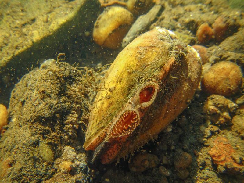 One of the Most Endangered Animals in Vermont, Freshwater Mussels LCC