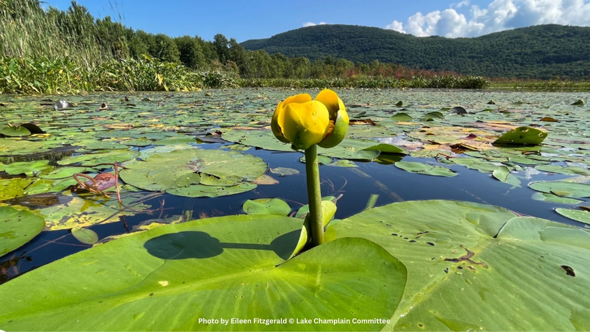 Aquatic Plant Ramble at Red Rocks Park